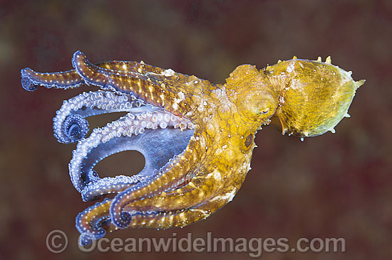 Octopus swimming photo Octopus swimming photo