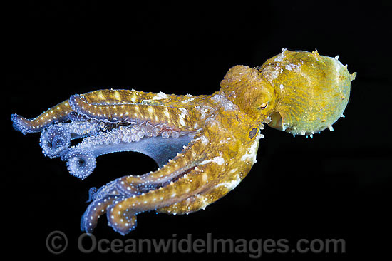 Day Octopus swimming photo Day Octopus swimming photo