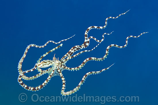 Mimic Octopus Thaumoctopus mimicus photo Mimic Octopus Thaumoctopus mimicus photo