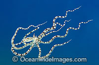 Mimic Octopus Thaumoctopus mimicus Photo - Gary Bell