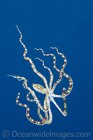 Mimic Octopus swimming photo Mimic Octopus swimming photo