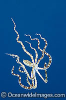 Mimic Octopus swimming Photo - Gary Bell