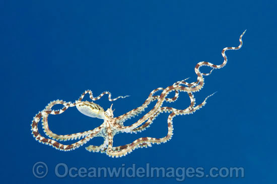 Mimic Octopus swimming photo Mimic Octopus swimming photo