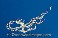 Mimic Octopus swimming Photo - Gary Bell