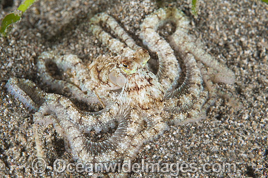 Veined Octopus Octopus marginatus photo Veined Octopus Octopus marginatus photo