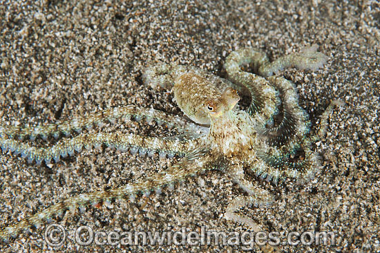 Veined Octopus juvenile photo Veined Octopus juvenile photo