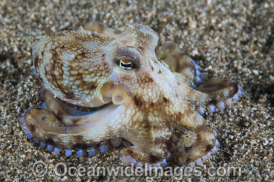 Veined Octopus hiding in glass jar photo Veined Octopus hiding in glass jar photo