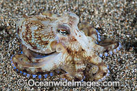Veined Octopus hiding in glass jar Photo - Gary Bell