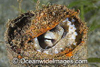 Veined Octopus hiding in tin can Photo - Gary Bell