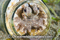 Veined Octopus hiding in glass jar Photo - Gary Bell