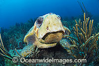 Loggerhead Sea Turtle Photo - Michael Patrick O'Neill