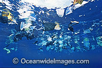 Marine Pollution plastic bags Photo - Gary Bell