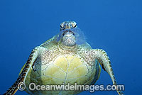 Green Sea Turtle eating Jellyfish Photo - Gary Bell