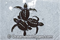 Turtle hatchlings emerging from nest Photo - Gary Bell