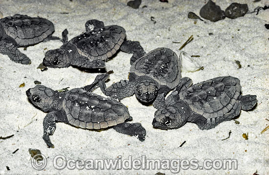 Loggerhead Sea Turtle photo Loggerhead Sea Turtle photo
