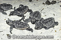 Loggerhead Sea Turtle Photo - Gary Bell