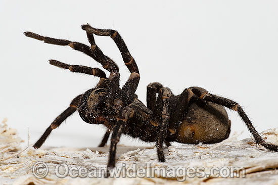 Burrowing Spider Xamiatus kia photo Burrowing Spider Xamiatus kia photo