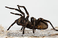 Burrowing Spider Xamiatus kia Photo - Gary Bell