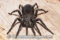 Burrowing Spider female Photo - Gary Bell
