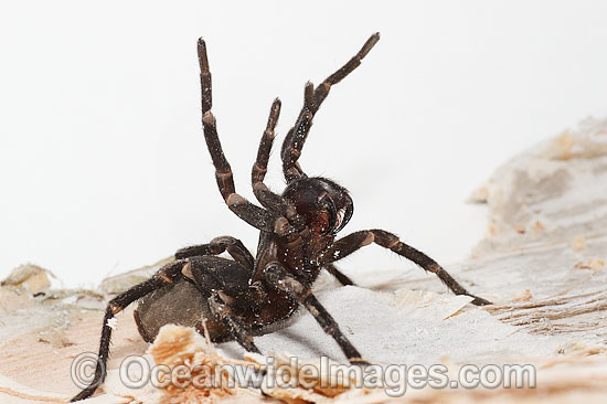 Burrowing Spider female photo Burrowing Spider female photo