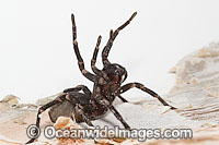 Burrowing Spider female Photo - Gary Bell
