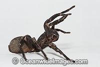 Burrowing Spider Xamiatus kia Photo - Gary Bell