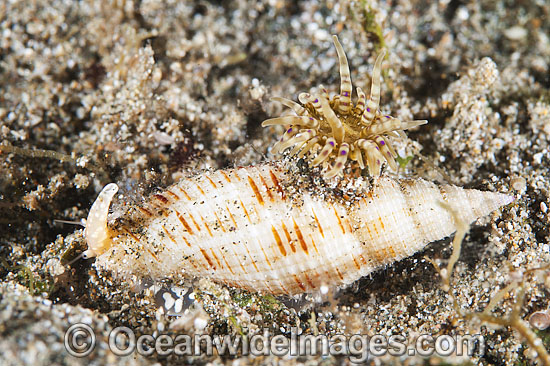 Mitre Shell Cancilla sp. photo Mitre Shell Cancilla sp. photo