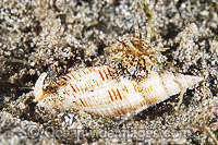 Mitre Shell Cancilla sp. Photo - Gary Bell
