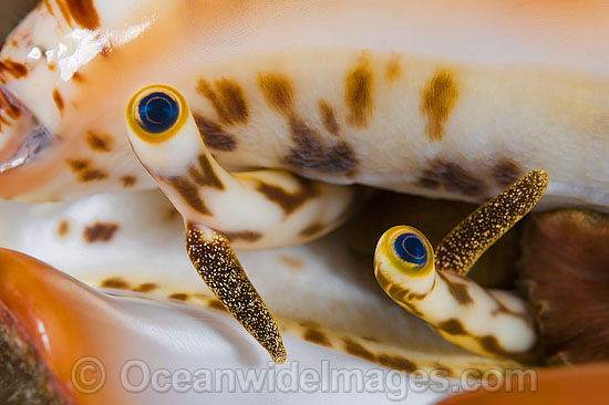 Stromb Shell Strombus sp. photo Stromb Shell Strombus sp. photo