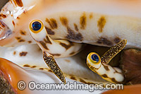 Stromb Shell Strombus sp. Photo - Gary Bell