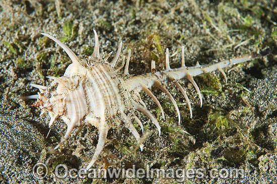 Murex Shell Murex ternispina photo Murex Shell Murex ternispina photo