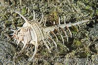 Murex Shell Murex ternispina Photo - Gary Bell