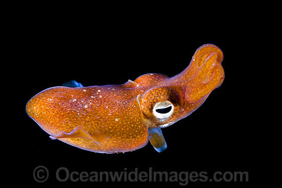 Bottletail Squid Sepiadarium kochi swimming photo Bottletail Squid Sepiadarium kochi swimming photo