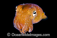 Bottletail Squid Sepiadarium kochi swimming Photo - Gary Bell