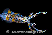 Bigfin Reef Squid Sepioteuthis lessoniana Photo - Gary Bell