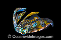 Bigfin Reef Squid Sepioteuthis lessoniana Photo - Gary Bell
