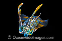Bigfin Reef Squid Sepioteuthis lessoniana Photo - Gary Bell