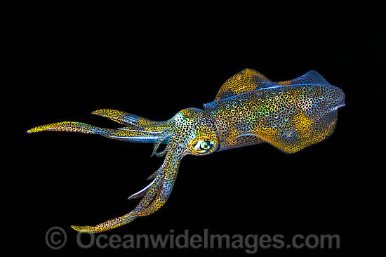 Bigfin Reef Squid photo Bigfin Reef Squid photo