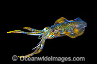 Bigfin Reef Squid Photo - Gary Bell