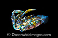 Bigfin Reef Squid Sepioteuthis lessoniana Photo - Gary Bell
