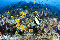 Fish and Coral Reef Photo - Gary Bell