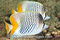 Cross-hatch Butterflyfish Chaetodon xanthurus Photo - Gary Bell