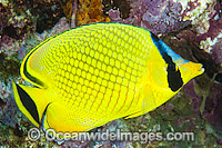 Latticed Butterflyfish Chaetodon rafflesii Photo - Gary Bell