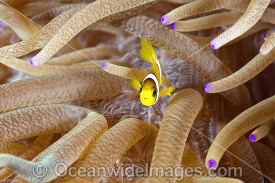 Clarks Anemonefish juvenile photo Clarks Anemonefish juvenile photo