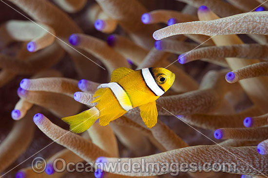 Clarks Anemonefish juvenile photo Clarks Anemonefish juvenile photo
