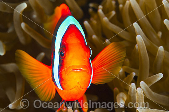 Tomato Anemonefish Amphiprion frenatus photo