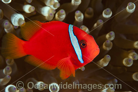 Tomato Anemonefish Amphiprion frenatus photo