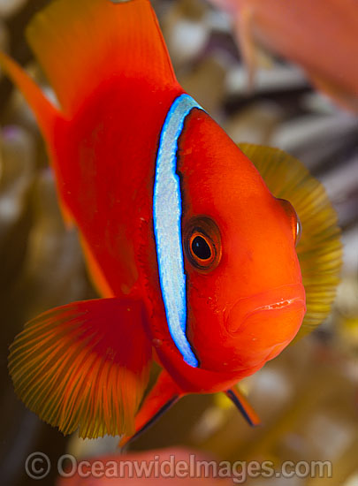 Tomato Anemonefish photo