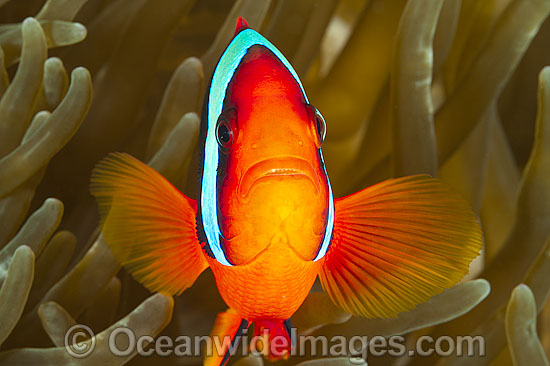 Tomato Anemonefish in sea anemone photo