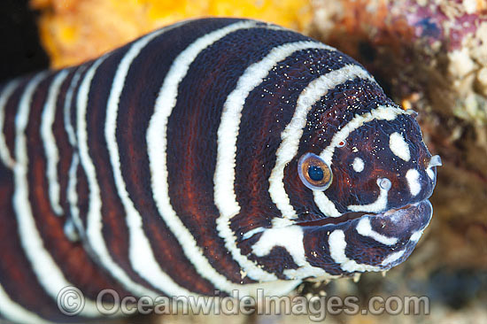 Zebra Moray Eel Gymnomuraena zebra photo Zebra Moray Eel Gymnomuraena zebra photo